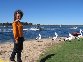 На озерах Gippsland много черных лебедей и белых пеликанов