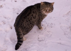 Правда через пару митут он вернулся и стал выпрашивать бутерброды.