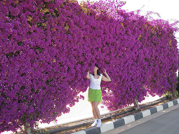 Целая стена из цветов