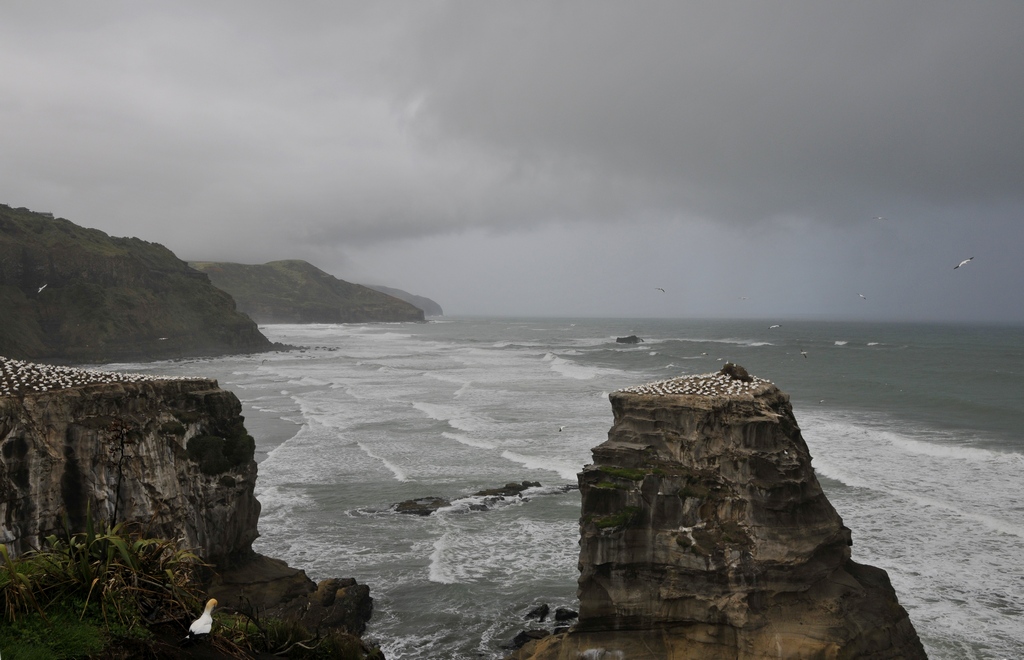 . Muriwai beach