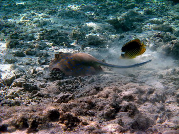 Taeniura lymma & Chaetodon fasciatus