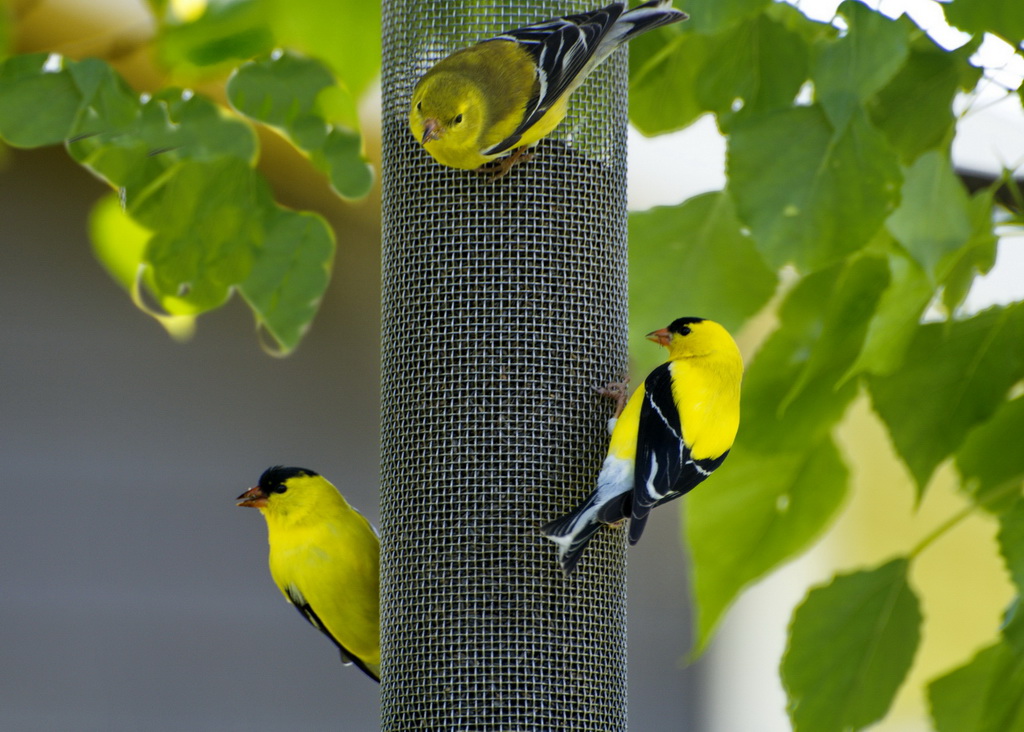   (American Goldfinch)