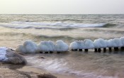 Морские грибочки.