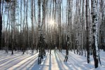 Березовая роща