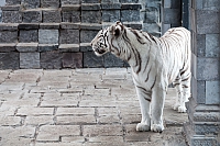 White tiger