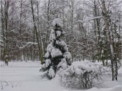 Какая царственная ель