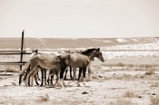 Лошади казахстанской пустыни