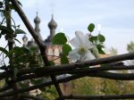 Осенний вьюнок