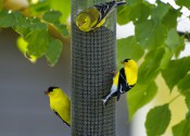 Американский щегол (American Goldfinch)