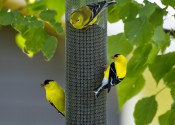   (American Goldfinch)