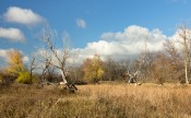 Обернулась осень на прощанье, Подарив улыбку, как весна.