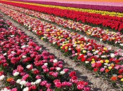 Тюльпановые поля Нидерландов